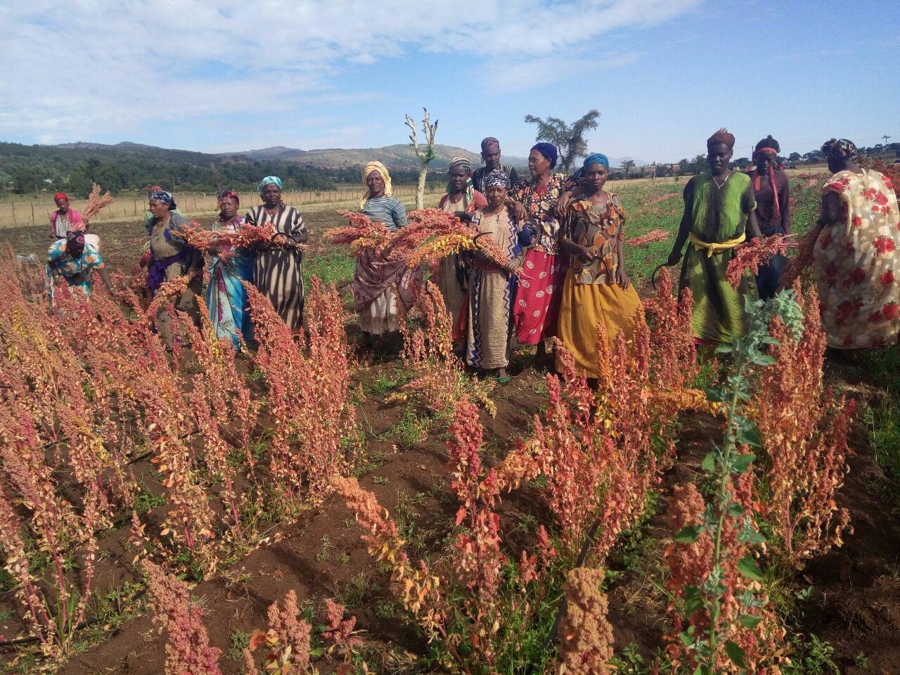 Quinoa