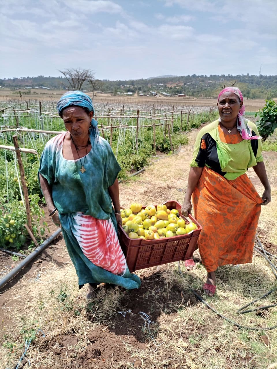 GEA Vegetable farm - Tomato harvest